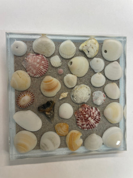 Coaster with sea shells and sharks teeth - C2